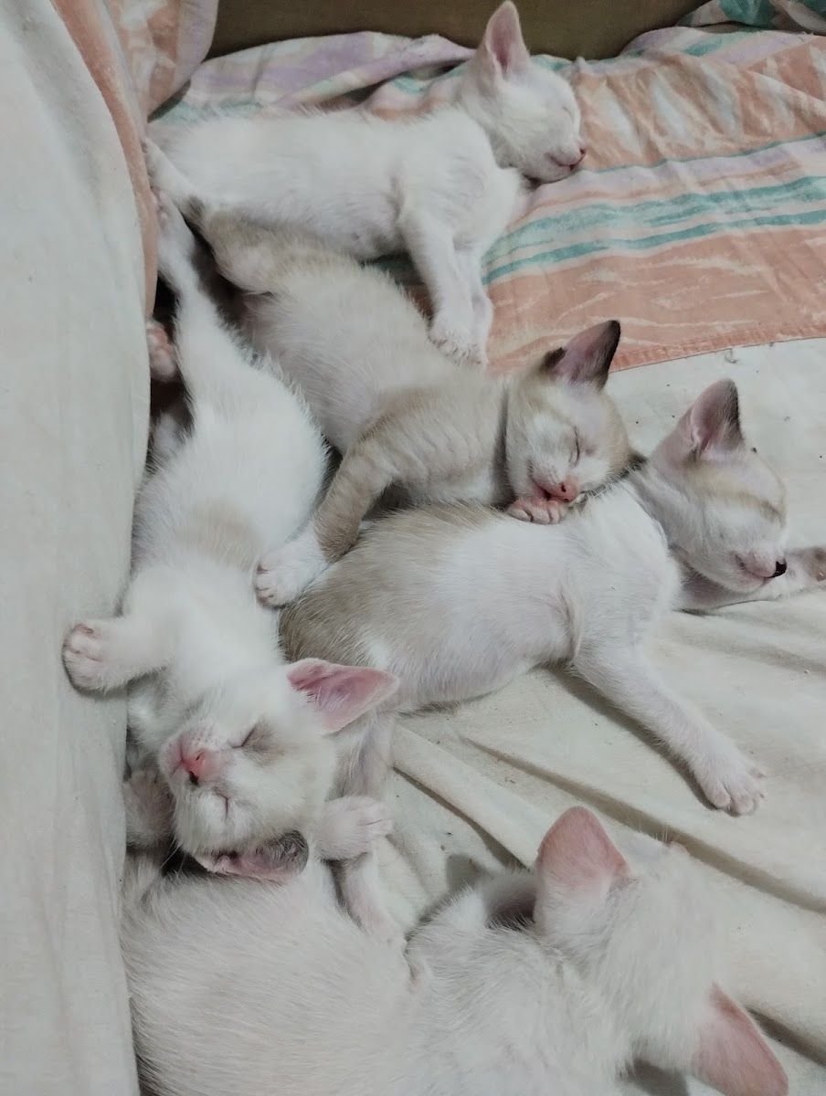 Espaço da Sirius Pet Shop
